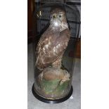 A taxidermy stuffed and mounted Buzzard with rabbit prey upon a rock, under a glass dome,