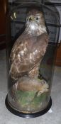 A taxidermy stuffed and mounted Buzzard with rabbit prey upon a rock, under a glass dome,