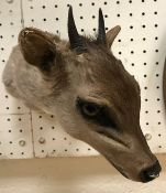 A taxidermy stuffed and mounted Blue Duiker head, wall mounted,