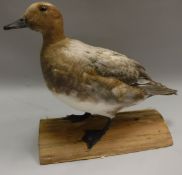 A taxidermy stuffed and mounted Blond European Widgeon,