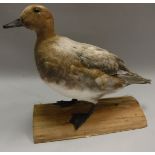 A taxidermy stuffed and mounted Blond European Widgeon,
