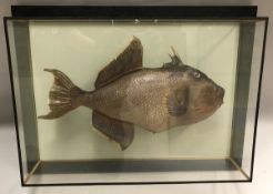 A taxidermy stuffed and mounted Trigger Fish in modern picture frame case