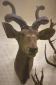 A taxidermy stuffed and mounted Greater Kudu head and horns