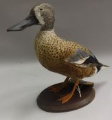 A taxidermy stuffed and mounted New Zealand Shoveler Duck (male),