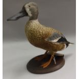 A taxidermy stuffed and mounted New Zealand Shoveler Duck (male),