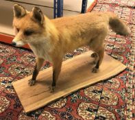 A taxidermy stuffed and mounted full mount Fox on an oak base