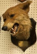 A taxidermy stuffed and mounted Fox mask by Peter Spicer of Leamington,