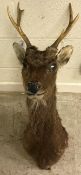 A Sika Deer head mount with antlers