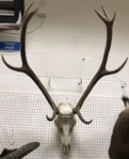 A Red Deer upper skull and 9 point antlers