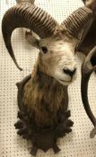 A taxidermy stuffed and mounted Moufflon head and shoulder mount with horns on an oakleaf and