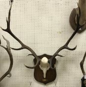 A pair of Red Deer 12 point antlers on an oak shield shaped mount,