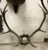 A set of 10 point Red Deer antlers on shield shaped mount