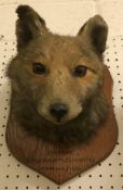 A taxidermy stuffed and mounted Fox mask by F E Potter of Billesdon,