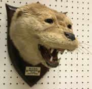 A taxidermy stuffed and mounted Otter mask, on an oak shield shaped plaque,