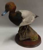 A taxidermy stuffed and mounted Pochard Duck on log mount and circular wooden base,