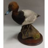 A taxidermy stuffed and mounted Pochard Duck on log mount and circular wooden base,