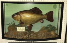 A taxidermy stuffed and mounted Crucian Carp in naturalistic setting and bow fronted three sided