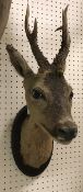 A taxidermy stuffed and mounted Roe Deer head on an oak oval plaque