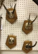 Four pairs of Roe Deer antlers and skull caps on oak mounts