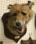 A taxidermy stuffed and mounted Fox mask by Peter Spicer of Leamington,