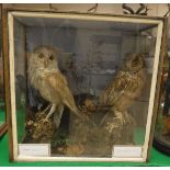 A taxidermy stuffed and mounted Barn Owl and Long-Eared Owl in naturalistic setting and three-sided
