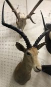 A taxidermy stuffed and mounted Impala head and shoulder mount with horns