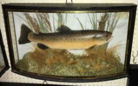 A taxidermy stuffed and mounted Trout (possibly cast or restored) in naturalistic setting and verre