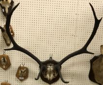 A pair of mounted 8 point Deer antlers on an oak shield shaped plaque,