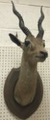 A taxidermy stuffed and mounted Black Buck head with horns on an oak shield shaped mount by