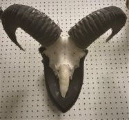 A Ram's skull and horn mount on a shield shaped plaque