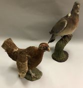 A taxidermy stuffed and mounted Red Grouse by Sheals of Belfast,