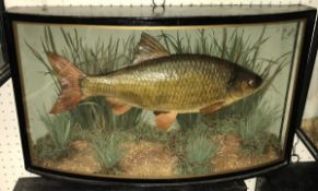 A taxidermy stuffed and mounted Roach by W.F.