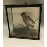 A taxidermy stuffed and mounted Waxwing in naturalistic setting upon a branch within a three-sided
