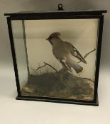 A taxidermy stuffed and mounted Waxwing in naturalistic setting upon a branch within a three-sided