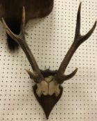 Two sets of Sika Deer antlers on shield shaped mounts