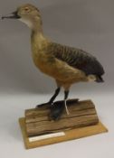 A taxidermy stuffed and mounted Java Whistling Tree Duck on log mount by HR "Benny" Bennett of
