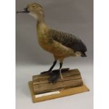 A taxidermy stuffed and mounted Java Whistling Tree Duck on log mount by HR "Benny" Bennett of