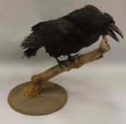 A taxidermy stuffed and mounted Carrion Crow on stump mount and circular base,