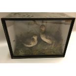 A taxidermy stuffed and mounted pair of Little Grebe in naturalistic setting, sat upon a mossy rock,