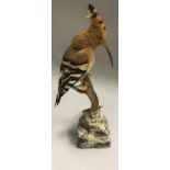 A taxidermy stuffed and mounted Hoopoe on stump mount