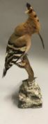 A taxidermy stuffed and mounted Hoopoe on stump mount