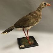 A taxidermy stuffed and mounted Red-Legged (Crested) Seriema on mossy base,