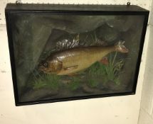 A stuffed and mounted Perch in naturalistic setting, housed in a glass fronted display case,