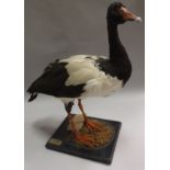 A taxidermy stuffed and mounted Magpie Goose set on moss covered ebonised base,