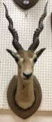 A taxidermy stuffed and mounted Black Buck head with horns on an oak shield shaped mount by