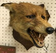 A taxidermy stuffed and mounted Fox mask by Peter Spicer of Leamington,