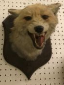 A taxidermy stuffed and mounted Fox mask by Peter Spicer of Leamington,