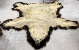 A Polar Bear skin rug with head and paws on a brown Bear skin mount/surround with canvas backing