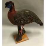 A taxidermy stuffed and mounted Temminck's Tragopan on stump mount and plain wooden base,