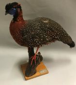 A taxidermy stuffed and mounted Temminck's Tragopan on stump mount and plain wooden base,